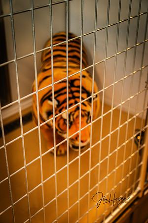 2024 Pelham Animal Shelter Opening 06-29-4705