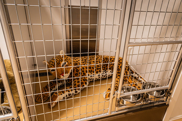 2024 Pelham Animal Shelter Opening 06-29-4698