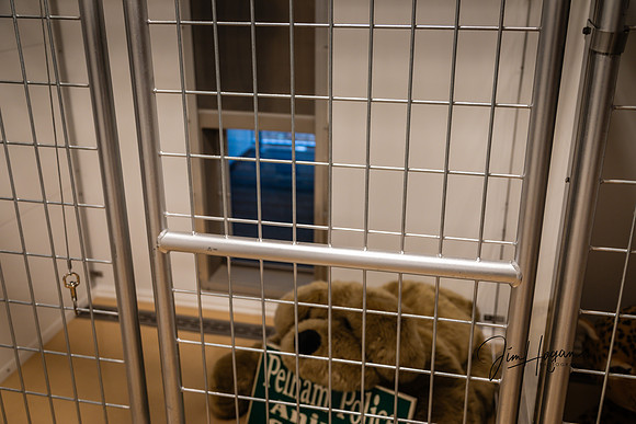 2024 Pelham Animal Shelter Opening 06-29-4699